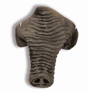 Elephant Nose