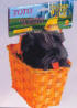 Toto in Basket