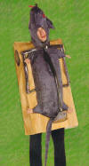 Rat Trap